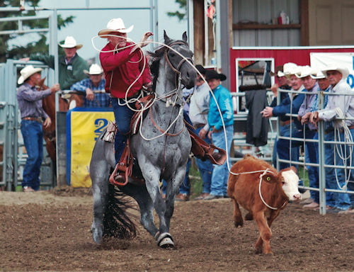 Jim Overstreet Roping Calf While Riding Horse Named Chip
