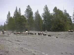 Buffalo