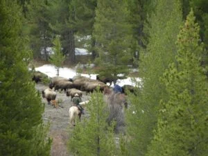 Gathering Stray Buffalo